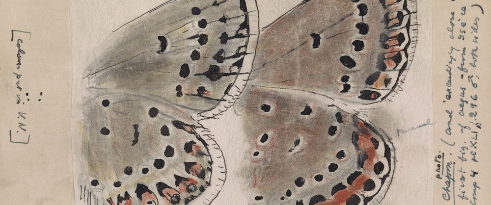 Nabokov Butterfly